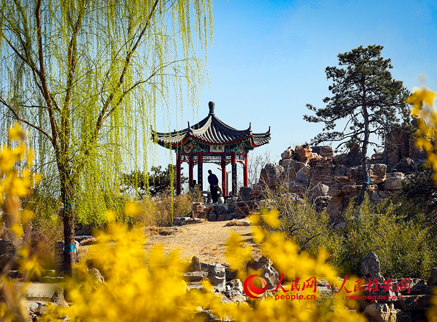 雄安郊野公園內(nèi)迎春花開，柳樹抽芽。人民網(wǎng)?宋燁文攝