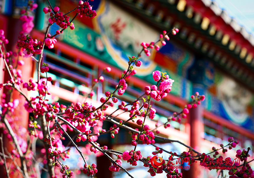 雄安郊野公園一角，枝頭綴滿花朵。人民網(wǎng)?宋燁文攝