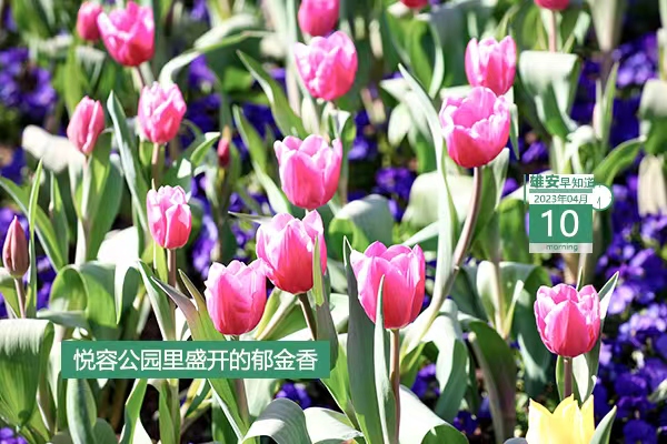             ●雄安新區(qū)管委會(huì)與中國(guó)兒童中心簽署戰(zhàn)略合作協(xié)議。●河北新官宣：加快建設(shè)雄安新區(qū)全球創(chuàng)新高地。●雄安自助辦系統(tǒng)投用，可辦53項(xiàng)本地事項(xiàng)。●雄安容西片區(qū)有了“健康小屋”。???            