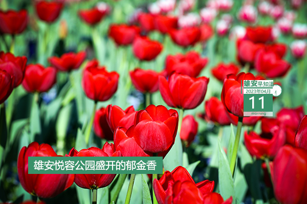             ●“一機(jī)通辦、隨時(shí)可辦、隨處能辦”，雄安將打造15分鐘政務(wù)服務(wù)圈。●雄安“新”事兒第1期，童言童聲話(huà)雄安。●提升農(nóng)村人居環(huán)境，雄安出臺(tái)行動(dòng)計(jì)劃。●請(qǐng)注意，雄安兩縣今起停水。???            