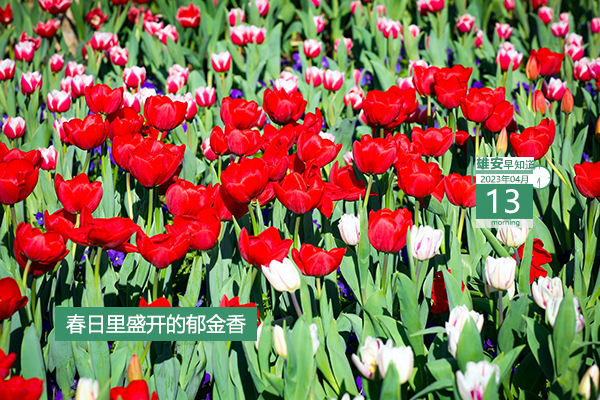             ●“雄創(chuàng)計(jì)劃”來(lái)了，最高可得600萬(wàn)啟動(dòng)資金。●世界首創(chuàng)！新型地?zé)崮馨l(fā)電系統(tǒng)在雄安試車(chē)。●白洋淀“水上巴士”預(yù)計(jì)本月底運(yùn)行。●雄安一企業(yè)招聘24人，報(bào)名截至5月20日。???            