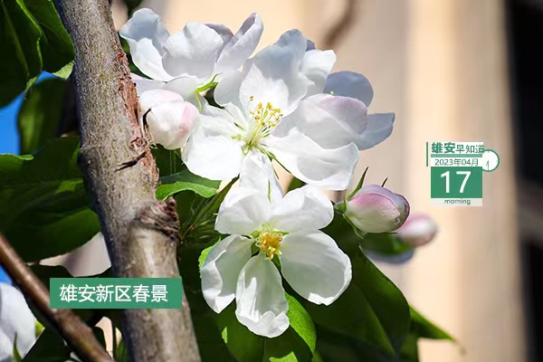             ●科技部這一創(chuàng)新項(xiàng)目在雄安正式啟動(dòng)。●雄安一人兩單位擬獲國(guó)家級(jí)榮譽(yù)。●雄安白洋淀景區(qū)已正式運(yùn)營(yíng)，購(gòu)票須知→●連接京雄兩地企業(yè)，海·雄企業(yè)家會(huì)客廳揭牌。            