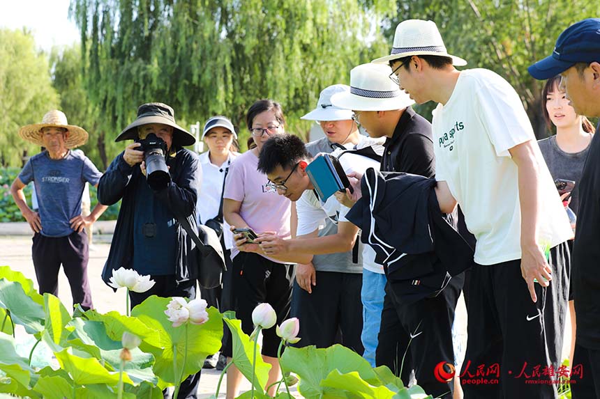 盛開的并蒂蓮引得游人紛紛拍照。人民網 楊華龍攝