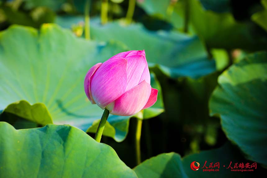 粉千葉（荷花品種）含苞待放。人民網 楊華龍攝