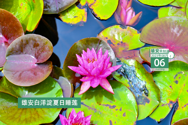                         ●張國(guó)華：堅(jiān)決打好打贏防汛這場(chǎng)硬仗，確保雄安新區(qū)安全平穩(wěn)度汛。●雄安發(fā)布提醒告誡書(shū)！事關(guān)規(guī)范防汛期間市場(chǎng)價(jià)格行為。●雄安啟動(dòng)區(qū)重點(diǎn)項(xiàng)目封頂+1。●轉(zhuǎn)擴(kuò)！雄安安新縣發(fā)布關(guān)于公安辦事大廳搬遷的通告。 
