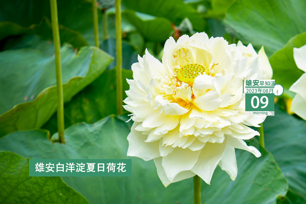                         ●張國(guó)華：以更高標(biāo)準(zhǔn)、更嚴(yán)要求、更實(shí)舉措抓好防汛救災(zāi)各項(xiàng)工作，穩(wěn)步有序推進(jìn)復(fù)工復(fù)產(chǎn)。●好消息！雄安一工程上榜國(guó)家級(jí)優(yōu)秀名單。●雄安中交未來(lái)科創(chuàng)城又最新進(jìn)展來(lái)了。●本周四雄安容西將舉辦大型招聘會(huì)，260余個(gè)崗位等你來(lái)。 