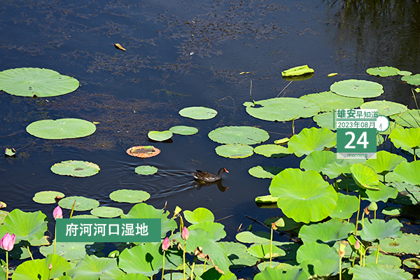                         ●河北省紀(jì)委監(jiān)委：將廉潔理念貫穿雄安新區(qū)建設(shè)發(fā)展始終。●雄商高鐵河北段混凝土方量最大承臺(tái)澆筑完成。●中信銀行河北雄安容東支行日前正式營(yíng)業(yè)。●雄安5人獲河北省師德標(biāo)兵稱(chēng)號(hào)。  