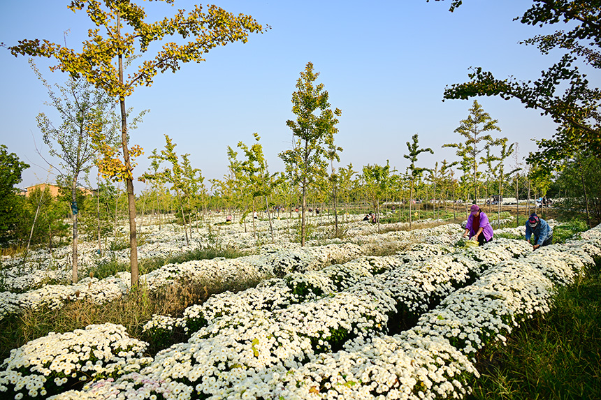 雄安郊野公園發(fā)展林下經濟，這里的北京白菊已進入收獲季節(jié)。胡忠攝