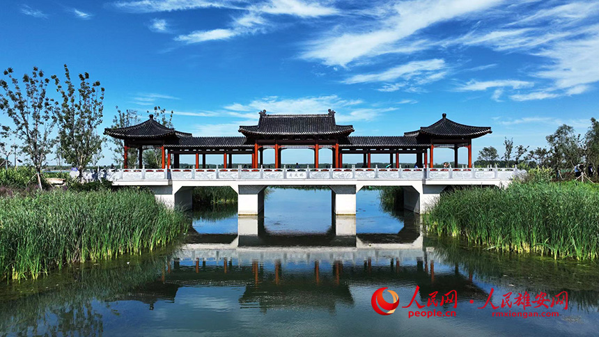白洋淀燕南堤風(fēng)光。人民網(wǎng)記者 李兆民攝