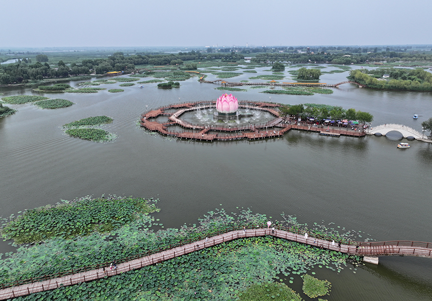 2024年7月9日，雄安新區(qū)白洋淀荷花大觀園景色（無人機(jī)照片）。牟宇攝