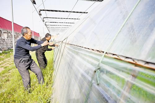 4月11日，石家莊市藁城區(qū)農(nóng)昌種植服務(wù)專(zhuān)業(yè)合作社的農(nóng)民正在加固蔬菜大棚。本報(bào)記者 史晟全攝