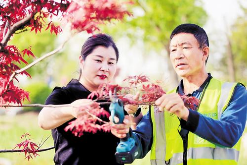 4月19日，雄安集團生態(tài)建設投資有限公司副總經(jīng)理、園林事業(yè)部部長武芳芳（左）在雄安新區(qū)悅容公園指導園林工人為樹木進行剪枝。